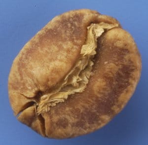 bean-onset-of-internal-scorching-300x294 bean-onset-of-internal-scorching-300x294
