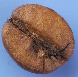 roasting-scorching-first-phase-300x296 roasting-scorching-first-phase-300x296