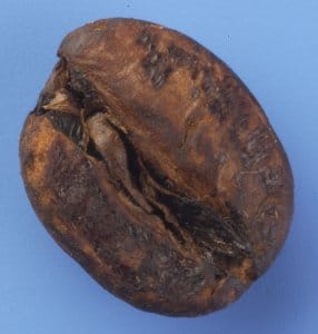 roasting-serious-schorching-286x300 roasting-serious-schorching-286x300